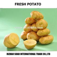china export sweet fresh potato