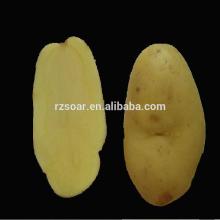 Fresh Holland Potato -shandong