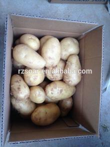 Fresh potato packed in carton