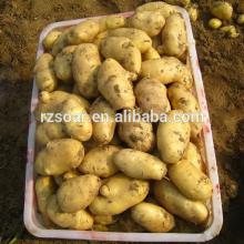 china Good Quality Fresh Potato