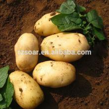 potato,fresh potato, fresh vegetable