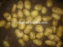 2014 Hot sale Fresh Yellow Potatoes