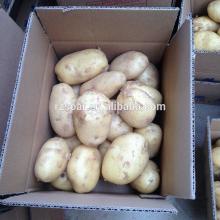 2014 High Quality New Holland Potato