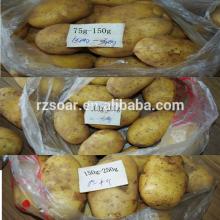 export potato long shelf life new crop complete baby,top grade,yellow flesh
