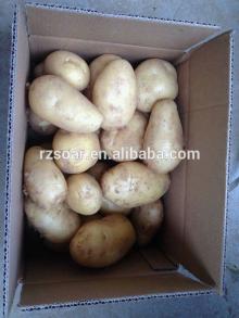 potato 10kg carton export to malaysia