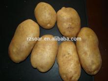 Low Price Chinese Fresh Holland Potatoes