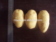 fresh potatoes price--chinese
