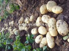 2014 Low Price Chinese Fresh Holland Potatoes