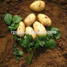 shandong exporter export potato long shelf life new crop complete baby,top grade,yellow flesh