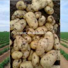 chinese potato supplier long shelf life new crop complete baby top grade,yellow flesh