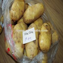 chinese fresh potato exporter ,long shelf life new crop complete baby,top grade,yellow flesh