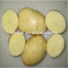 High Quality New Crop Fresh Potato -the Most Popular in China
