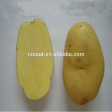 2014 High Quality New Crop Fresh Holland Potato -the Most Popular in China