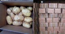 Certified GLOBAL-GAP 2014 Crop  FARM  FRESH POTATO in  carton 