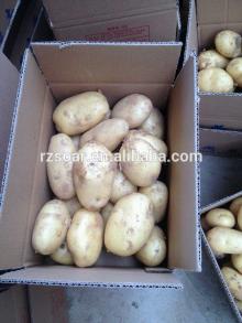 2014 New long Low Price Chinese Fresh Holland Potatoes