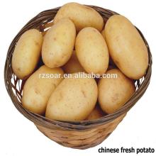 fresh potato wholesale market