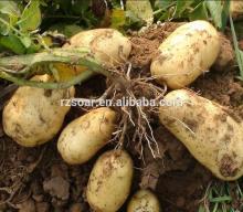 price of fresh potatoes