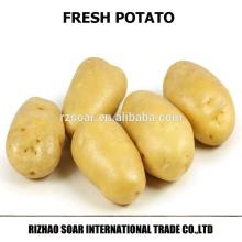 fresh dutch potatoes