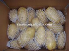 fresh vegetable-potato export