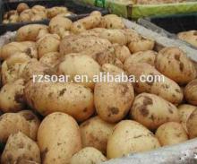 New Long Low Price Chinese Fresh Holland Potatoes