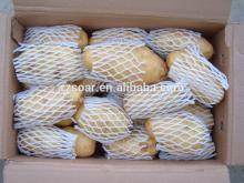  export   fresh   fruits   vegetables  -potato,ginger,garlic,onion