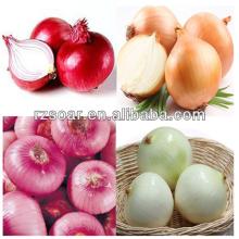 agriculture  fresh   onion ,  yellow   onion ,red  onion 