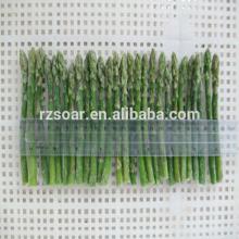 IQF/ Frozen spring green asparagus Grade A