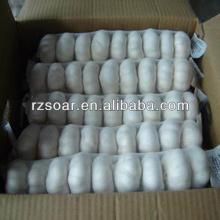 chinese fresh garlic , white fresh garlic, pure white garlic