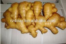 chinese fresh ginger