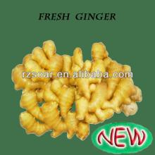 2014 new crop ginger