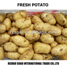 2014 new crop fresh potato for sale