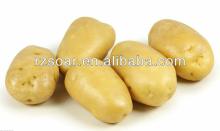 2014 Holland fresh potato