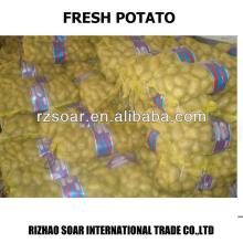 chinese new crop fresh potato in mesh bag