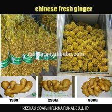 Fresh Ginger,Semi Dried Ginger,Pure Dried Ginger
