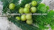 High Quality Herbal Amla Powder