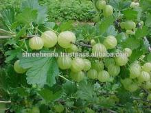 Best Bulk Herbal Amla Powder Supplier from India