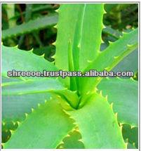 Aloe Vera  Gel  Ultimate Skin  Whitening 