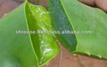 Private Label Aloe Vera Drinks