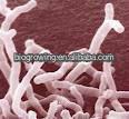 BB-G90 Bifidobacterium bifidum