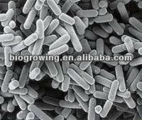 LR-G100 Lactobacillus reuteri