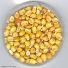 Hugh quality Maize starch