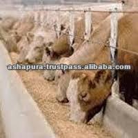 high protein animal feed