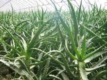 Supply aloe vera extract