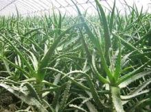 Natural plant 90%-98% Aloeemodin Aloe vera Extract 20:1