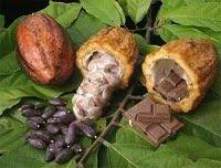 cocoa liquor