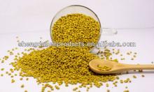 natural sweet  rape   pollen   granule 