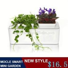 Black pepper seeds flower pot