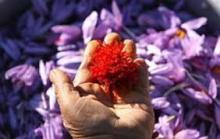 maleki garden Saffron