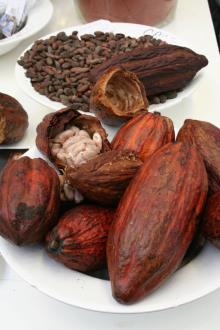 cocoa powder natural