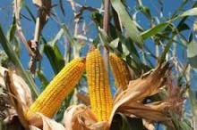 Refined Maize Oil